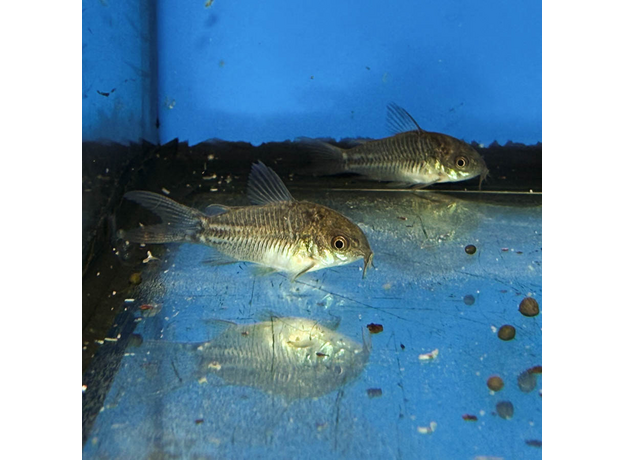 Сом коридорас Элеганс (Corydoras elegans)