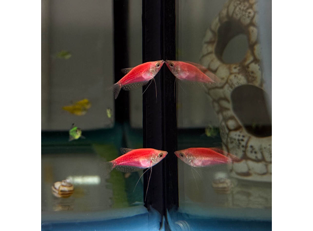 Гурами жемчужный Glo красный (Trichopodus leerii)