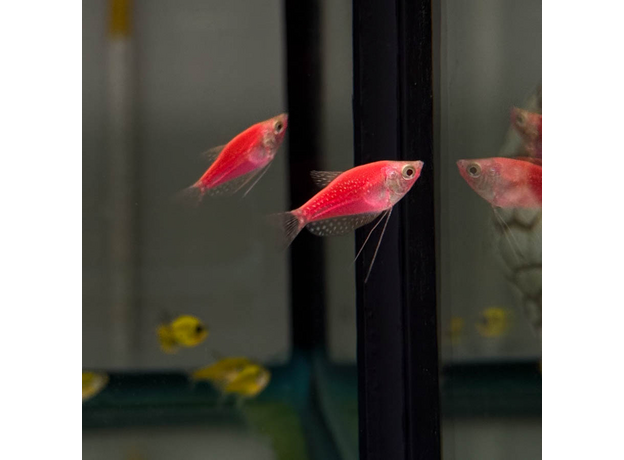 Гурами жемчужный Glo красный (Trichopodus leerii)