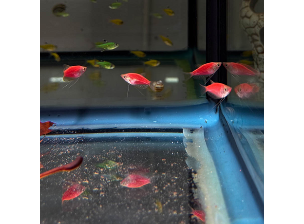 Гурами жемчужный Glo красный (Trichopodus leerii)
