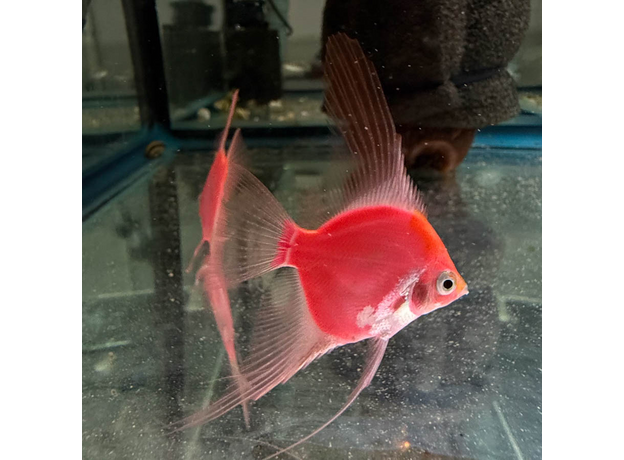 Скалярия Glo красная (Pterophyllum scalare)