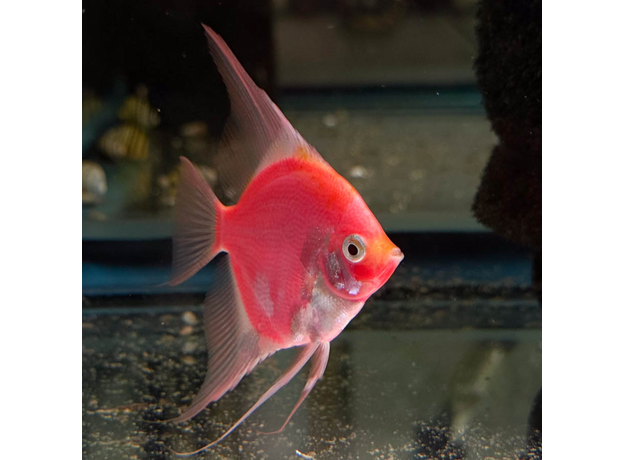 Скалярия Glo красная (Pterophyllum scalare)