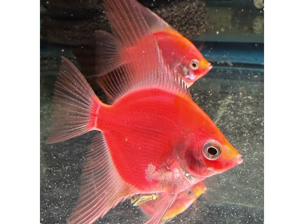 Скалярия Glo красная SM (Pterophyllum sp.)