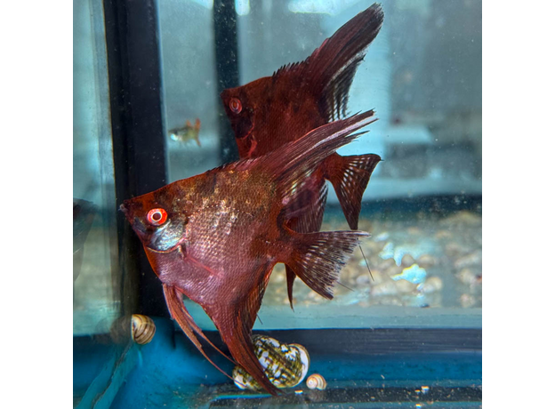 Скалярия Glo Черный Рубин (Pterophyllum scalare)