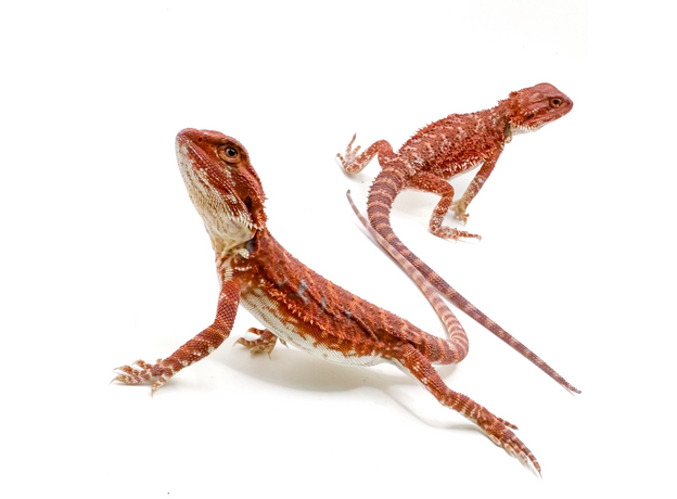 Агама бородатая Dark Red L