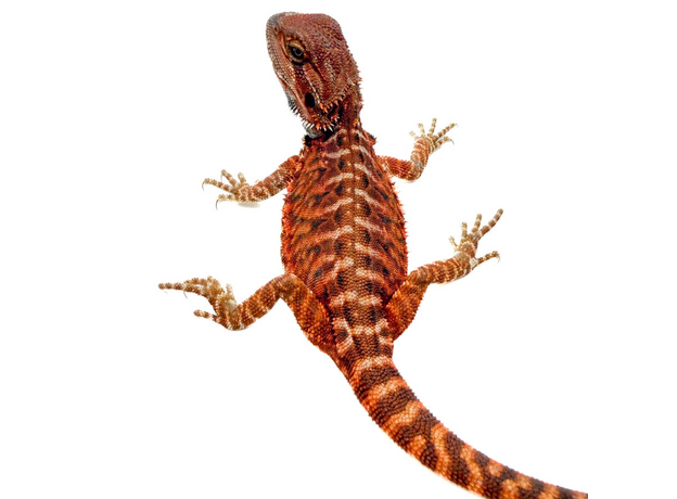 Агама бородатая Red Leatherback M