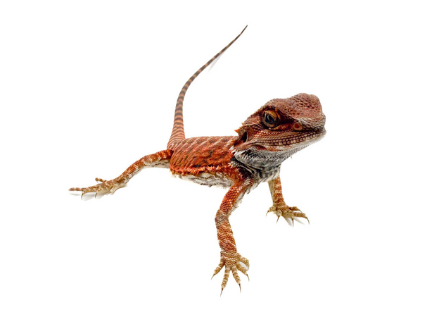 Агама бородатая Red Leatherback M