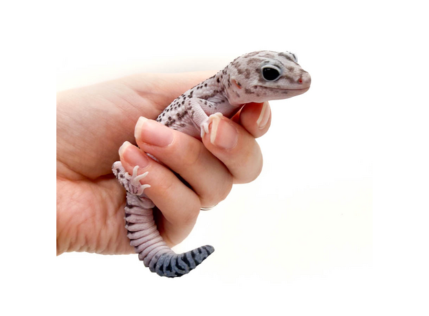 Гемитеконикс oreo white patternless