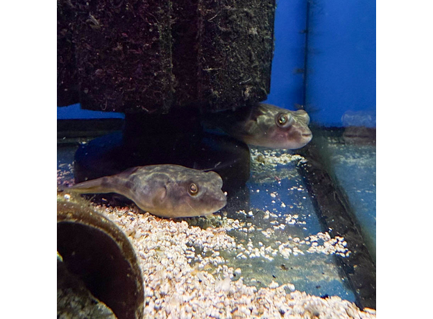 Тетрадон фахака M (Tetraodon lineatus)