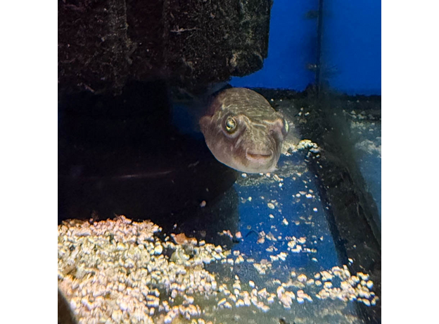 Тетрадон фахака M (Tetraodon lineatus)