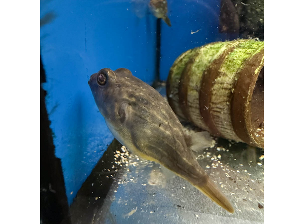 Тетрадон фахака M (Tetraodon lineatus)