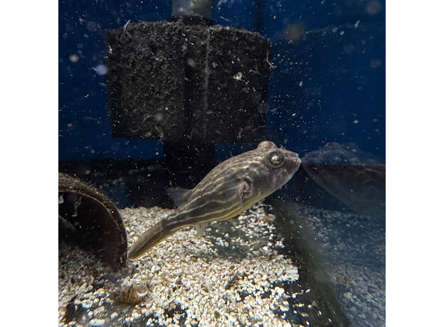 Тетрадон фахака M (Tetraodon lineatus)