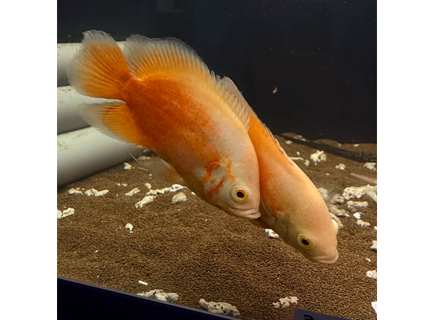 Астронотус супер красный M (Astronotus ocellatus)