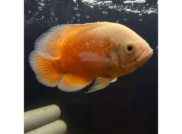 Астронотус супер красный M (Astronotus ocellatus)