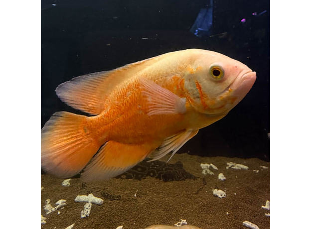 Астронотус супер красный M (Astronotus ocellatus)