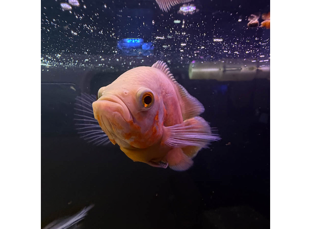 Астронотус супер красный M (Astronotus ocellatus)
