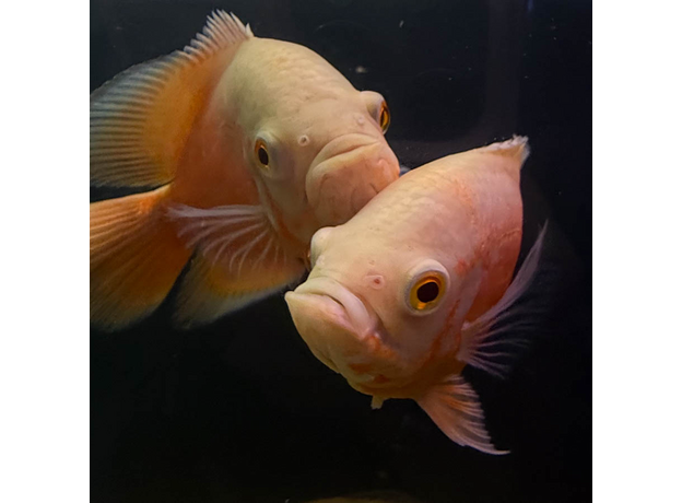 Астронотус супер красный M (Astronotus ocellatus)