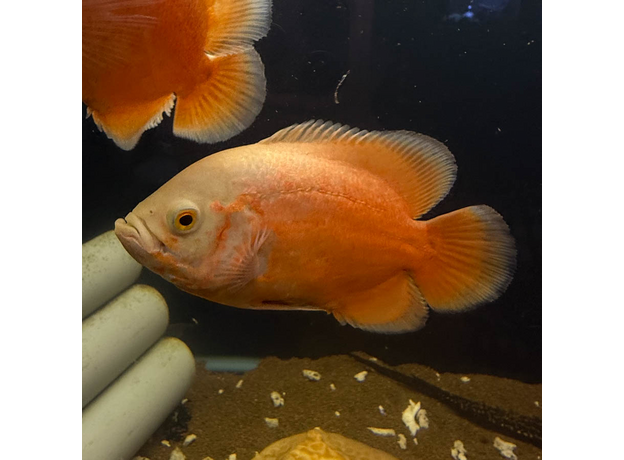 Астронотус супер красный M (Astronotus ocellatus)