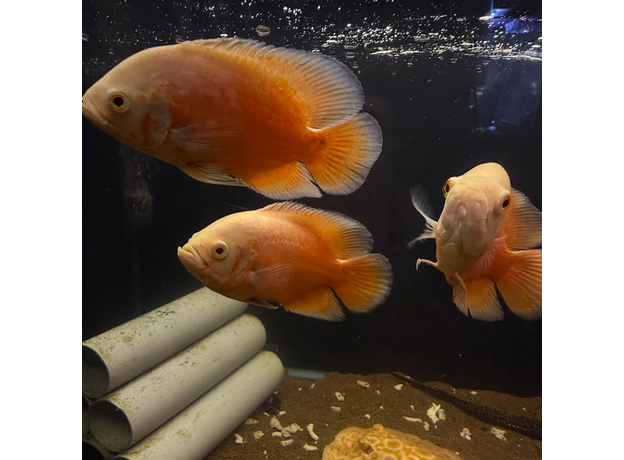 Астронотус супер красный M (Astronotus ocellatus)