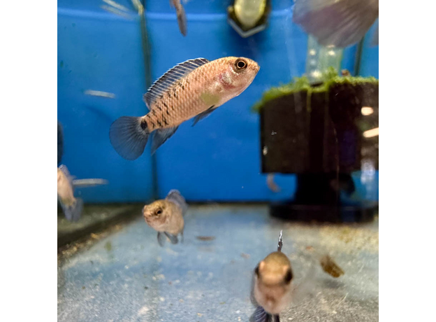 Бадис бадис (Badis badis)