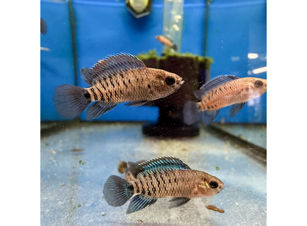 Бадис бадис (Badis badis)