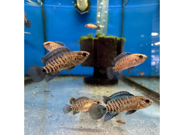 Бадис бадис (Badis badis)