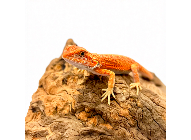 Агама бородатая Red Hypo Translucent