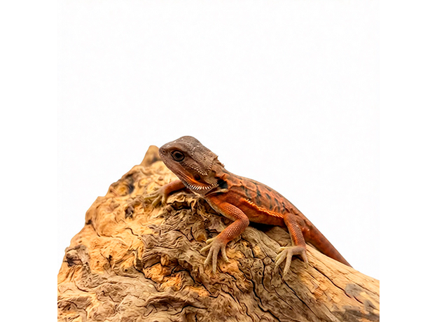 Агама бородатая Red Leatherback Translucent