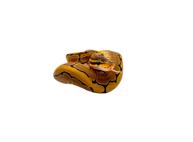 Королевский питон (Enchi Pinstripe)
