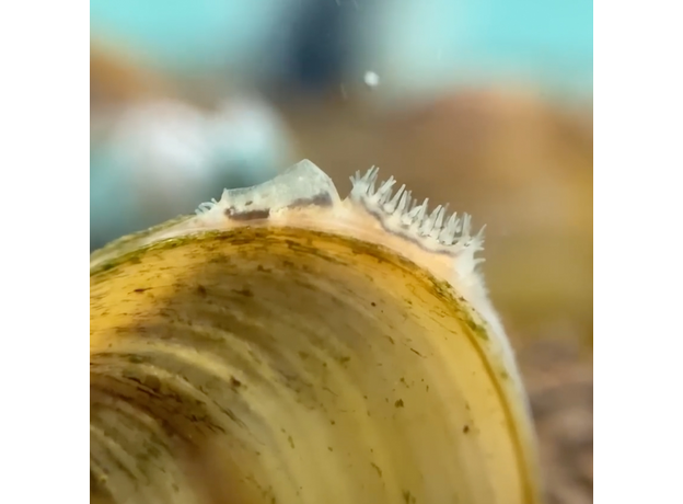 Корбикула яванская (Corbicula Javanicus)