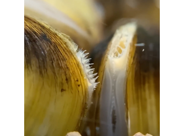 Корбикула яванская (Corbicula Javanicus)