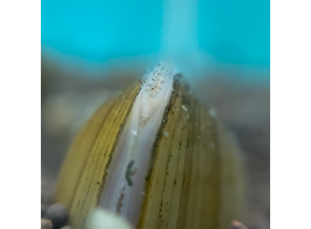 Корбикула яванская (Corbicula Javanicus)