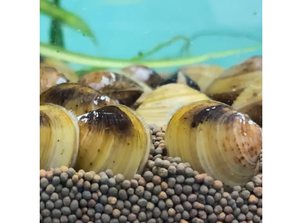 Корбикула яванская (Corbicula Javanicus)