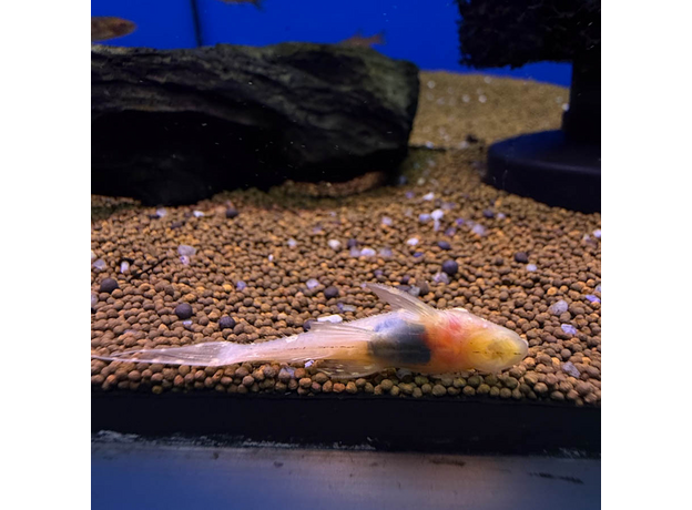 Сом Акантикус адонис альбинос L155 (Acanthicus adonis albino)