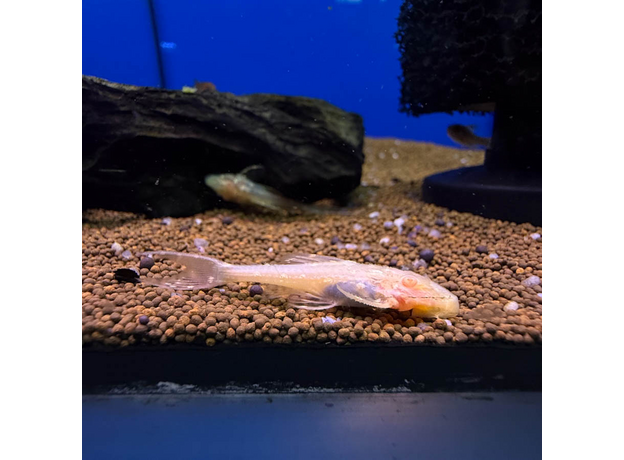 Сом Акантикус адонис альбинос L155 (Acanthicus adonis albino)