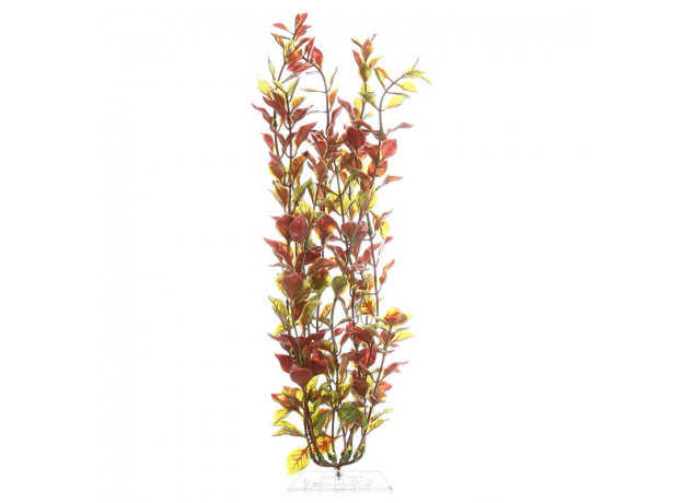 Растение аквариумное Tetra Red Ludwigia XL, 38 см