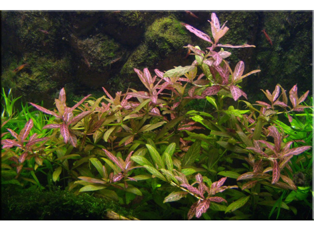 Гигрофила Узорчатая (Hygrophila rosanervis), с грузом