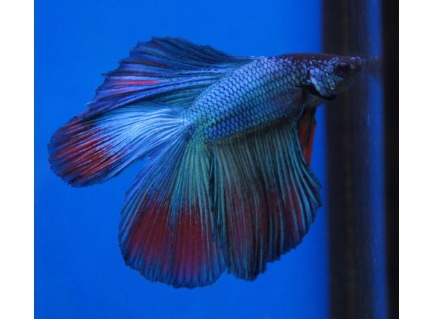 Петушок двухвостый (Betta splendens) (самец)