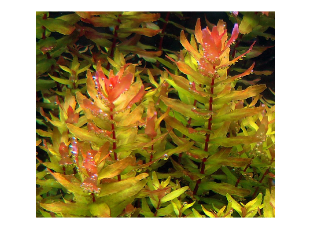 Ротала макрандра мини (с грузом) (Rotala macrandra Mini)