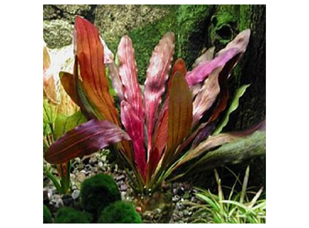 Эхинодорус Рубин Красный (в горшке) (Echinodorus sp. Rubin)