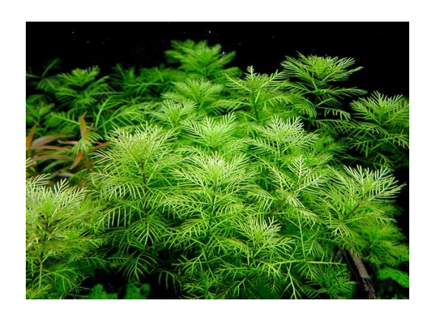 Перистолистник матогросский зеленый (с грузом) (Myriophyllum mattogrossense)