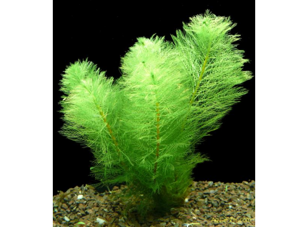 Перистолистник Скабратум, зеленый  (с грузом) (Myriophyllum scabratum)