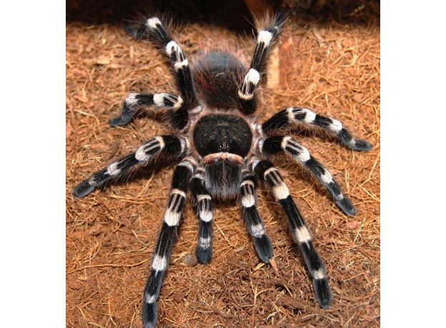 Паук Ac. geniculata L2-3