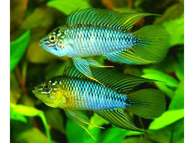 Апистограмма борелли (Apistogramma borellii)