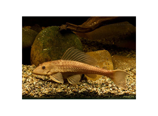 Сом Плекостомус обыкновенный (S) (Hypostomus plecostomus)