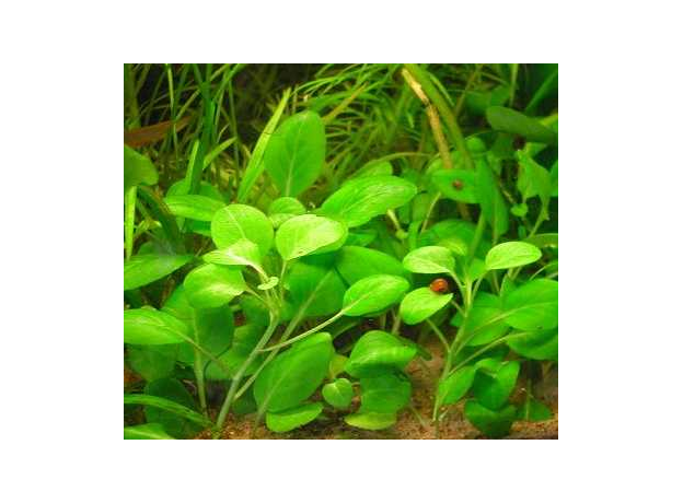 Лобелия кардинальская (в горшке) (Lobelia cardinalis)