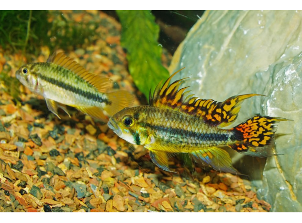 Апистограмма какаду оранжевая (Apistogramma cacatuoides)