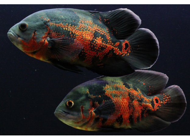 Астронотус тигровый красный (M) (Astronotus ocellatus)