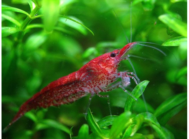 Креветка вишневая красная (Neocaridina denticulata Red Cherry)