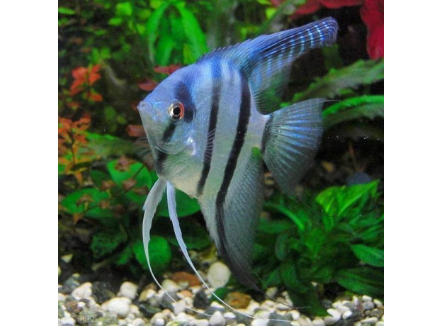 Скалярия зебра голубая (M) (Pterophyllum scalare var.)